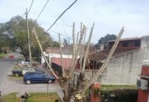 AVANZA EL PLAN DE PODA EN GRAL. PACHECO