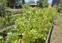 VISITAN HUERTA COMUNITARIA EN LAS TUNAS