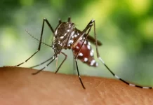 Ya son 5 los municipios bonaerenses con casos confirmados autóctonos de dengue