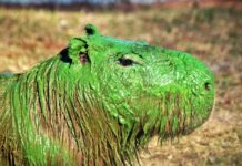 CARPINCHOS VERDES EN ENTRE RIOS: SOPRESA Y RIESGO ECOLOGICO