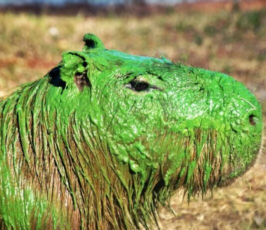CARPINCHOS VERDES EN ENTRE RIOS: SOPRESA Y RIESGO ECOLOGICO