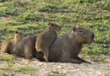 POLEMICA EN NORDELTA: LA ESTERILIZACION INMINENTE DE LOS CARPINCHOS