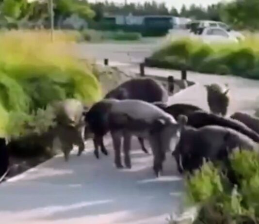 SORPRESA EN NORDELTA POR LA APARCIÓN DE CHANCHOS SALVAJES